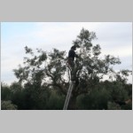 410 .. 1 Stunde lang mit diesem Baum beschaeftigt..JPG 410 .. 1 Stunde lang mit diesem Baum beschaeftigt..JPG